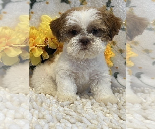 Medium Photo #1 Shih Tzu Puppy For Sale in MARTINSVILLE, IN, USA