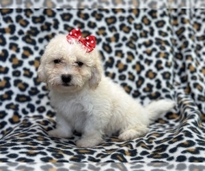Bichpoo Puppy for sale in LAKELAND, FL, USA