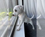Small #2 Mutt