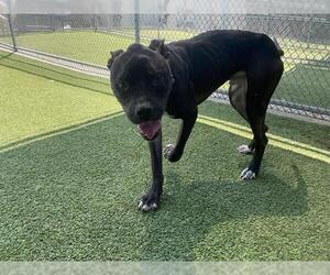 American Staffordshire Terrier-Unknown Mix Dogs for adoption in Grand Prairie, TX, USA