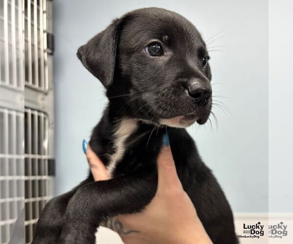 Medium Photo #3 Labrador Retriever-Retriever  Mix Puppy For Sale in Washington, DC, USA