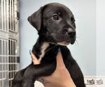 Small #2 Labrador Retriever-Retriever  Mix