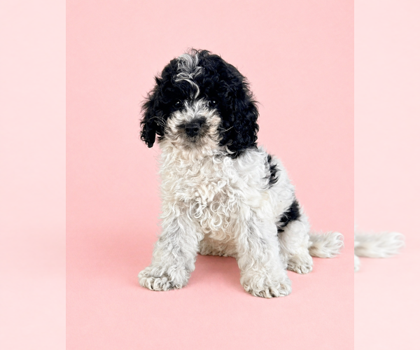 Medium Photo #3 Cavapoo (Standard) Puppy For Sale in GREENFIELD, IN, USA