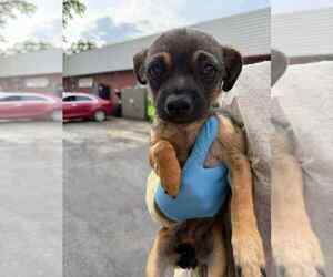 Chihuahua Dogs for adoption in Holly Springs, NC, USA