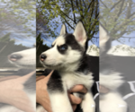 Small Photo #10 Siberian Husky Puppy For Sale in BROCKTON, MA, USA