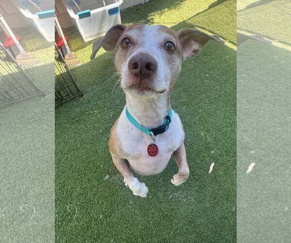 Medium Photo #1 Jack Russell Terrier-Unknown Mix Puppy For Sale in Tempe , AZ, USA