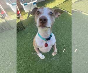 Jack Russell Terrier-Unknown Mix Dogs for adoption in Tempe , AZ, USA