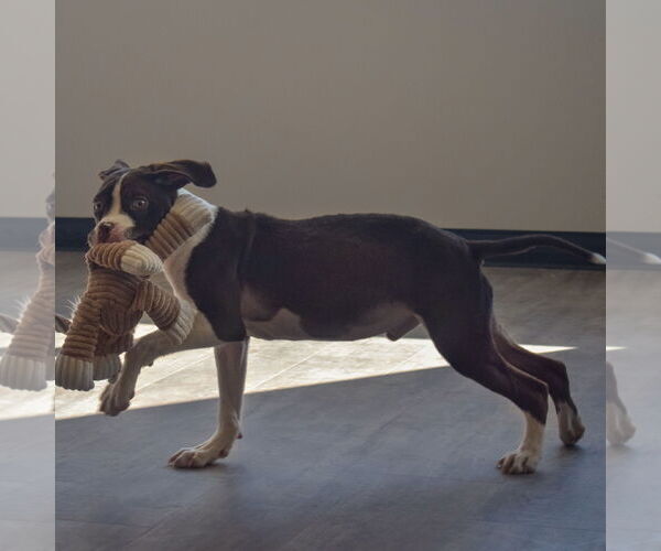 Medium Photo #8 American Staffordshire Terrier-Boxer Mix Puppy For Sale in Huntley, IL, USA