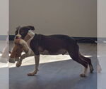 Small #7 American Staffordshire Terrier-Boxer Mix
