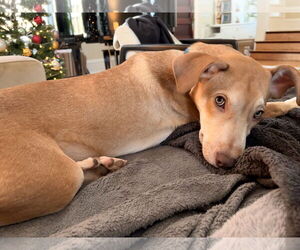 Collie-Unknown Mix Dogs for adoption in Minneapolis, MN, USA