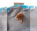 Small Photo #6 Doberman Pinscher Puppy For Sale in GOLDSBORO, NC, USA