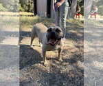 Small #2 Bullmastiff Mix
