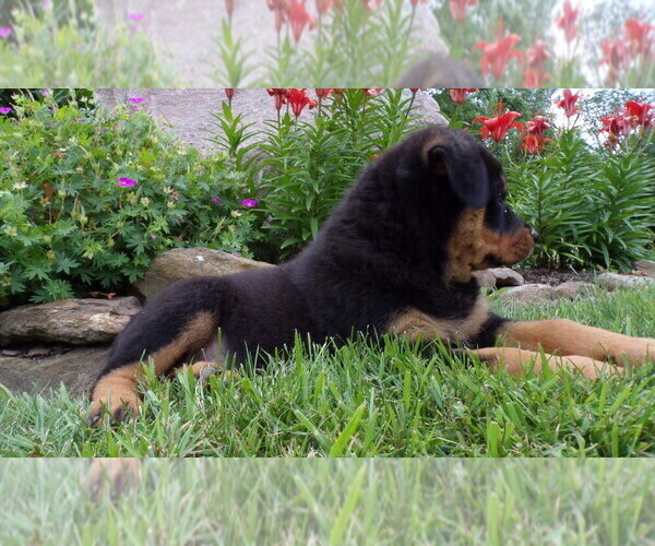 Medium Photo #10 Rottweiler Puppy For Sale in MILLERSBURG, OH, USA