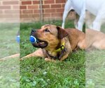 Small German Shepherd Dog Mix