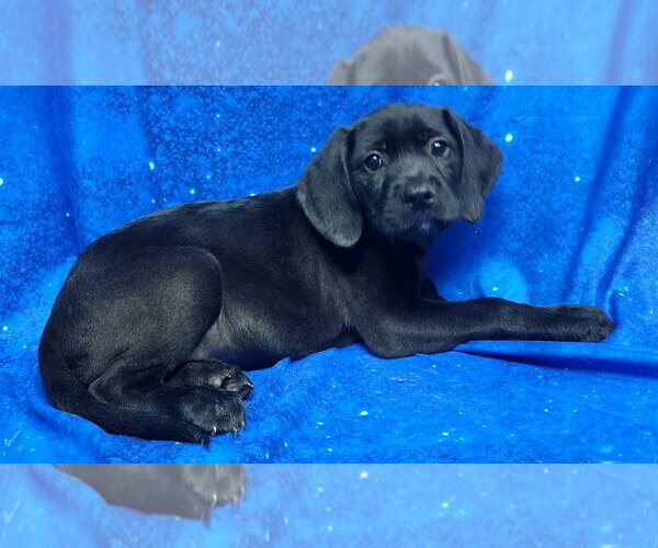 Medium Photo #2 Labrador Retriever-Unknown Mix Puppy For Sale in Wetumpka, AL, USA
