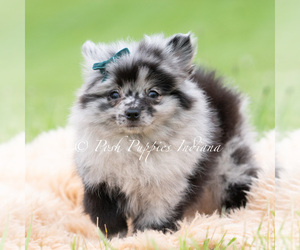 Medium Pomeranian