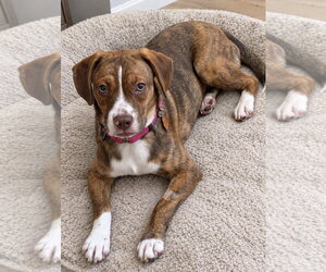Boglen Terrier Dogs for adoption in Omaha, NE, USA