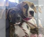 Small #10 Boxer Mix