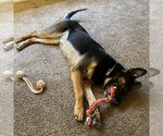 Small Photo #5 German Shepherd Dog-Unknown Mix Puppy For Sale in Kanab, UT, USA