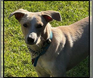 Chihuahua-Unknown Mix Dogs for adoption in San Diego, CA, USA