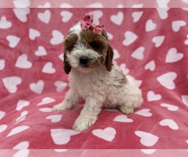 Medium Photo #9 Cock-A-Poo Puppy For Sale in LAKELAND, FL, USA
