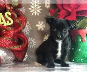 Chorkie Puppy for sale in CLAY, PA, USA