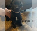 Small #1 Labrador Retriever Mix