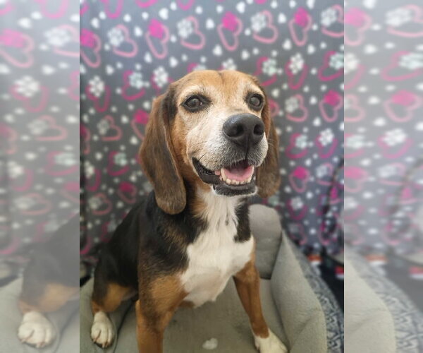 Medium Photo #4 Beagle Puppy For Sale in Pacolet, SC, USA