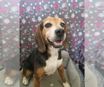 Small #3 Beagle