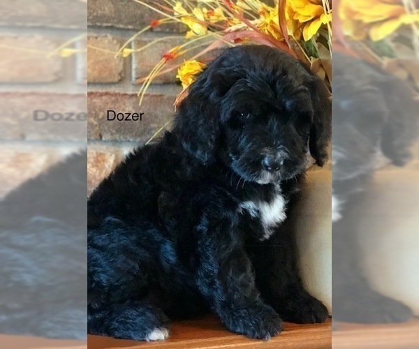 Medium Photo #12 Bernedoodle Puppy For Sale in BRYANT, IA, USA