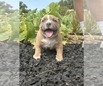 Small #1 American Bully