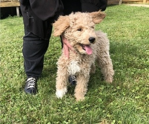 Goldendoodle-Poodle (Standard) Mix Puppy for sale in BROWNSBURG, IN, USA