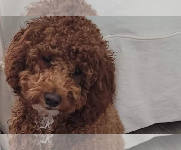 Medium Photo #1 Goldendoodle Puppy For Sale in PORTLAND, CT, USA