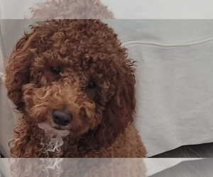 Father of the Goldendoodle puppies born on 07/09/2025