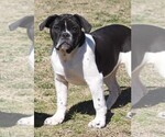 Small Photo #6 Alapaha Blue Blood Bulldog Puppy For Sale in MARBLE FALLS, AR, USA