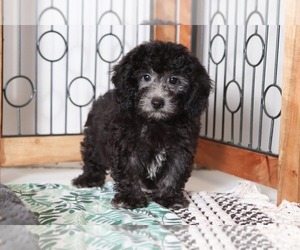 Poodle (Miniature) Puppy for sale in NAPLES, FL, USA