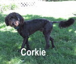Small #2 Poodle (Miniature)-Wheaten Terrier Mix