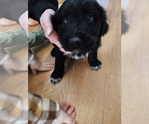 Shepadoodle Puppy for sale in CUDAHY, WI, USA