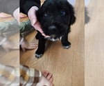 Small Shepadoodle
