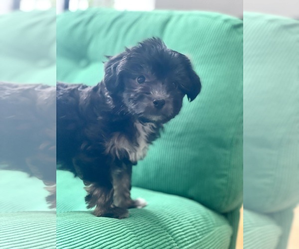 Medium Photo #4 Dachshund-Unknown Mix Puppy For Sale in pomfret, CT, USA