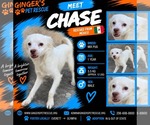 Chase From Mexico - Male Chug Dog for Adoption - Small photo