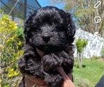 Small Photo #4 Poodle (Toy) Puppy For Sale in ORLANDO, FL, USA