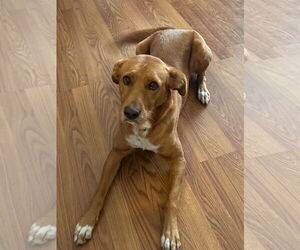 Labrador Retriever Dogs for adoption in Menifee, CA, USA
