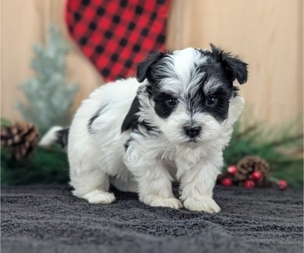 Medium Photo #3 Havanese Puppy For Sale in GOSHEN, IN, USA