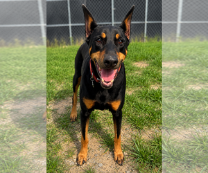 Doberman Pinscher Dogs for adoption in Thomasville, NC, USA