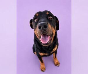 Rottweiler Dogs for adoption in HESPERIA, CA, USA