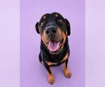 Small Rottweiler
