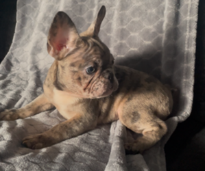 French Bulldog Puppy for sale in ANTIOCH, CA, USA