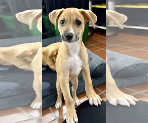 Medium Chihuahua Mix