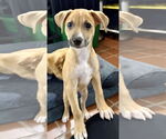 Small Chihuahua Mix